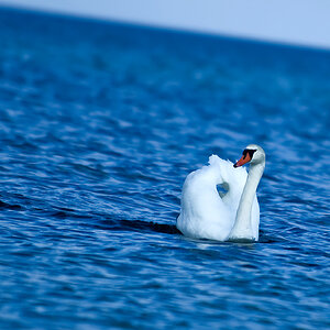Der Einsame Schwan #2 + Horizont