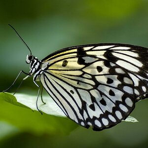 Schmetterling 1