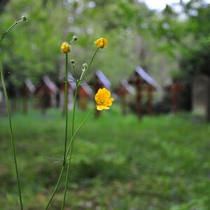 DSC 0006