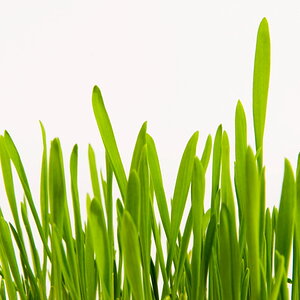 gras