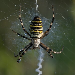 Spinne Maja