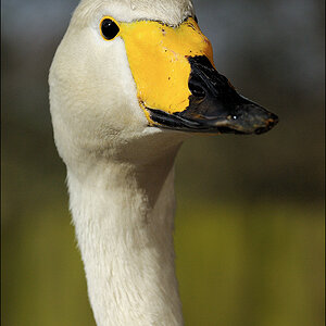 Singschwan D2X 0114 1a

· http://www.nikon-fotografie.de/vbulletin/showpost.php?p=1380910&postcount=249

EXIFs:
Aufnahmedatum: 21.03.2009 11:41
Kamera