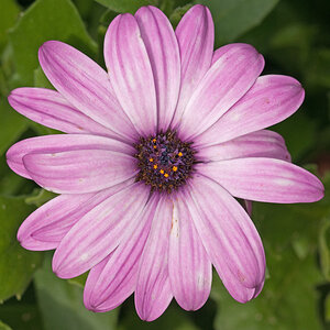 Blume