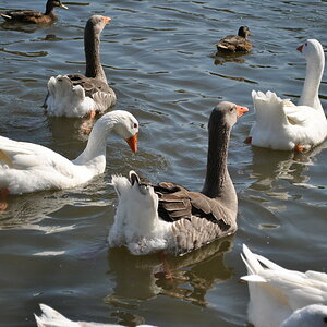 Gänse