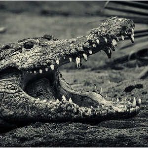 Kölsches Krokodil