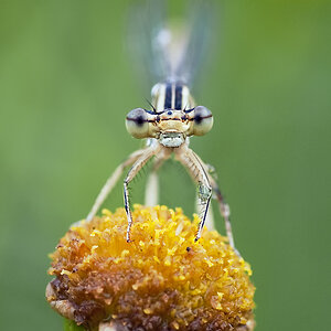 makro raupe 131