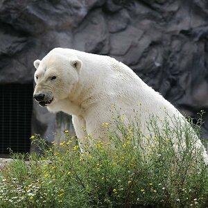 Eisbär Zoom Gelsenkirchen - 2010
