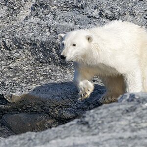 Eisbär auf einer Insel vor Phippsoya
