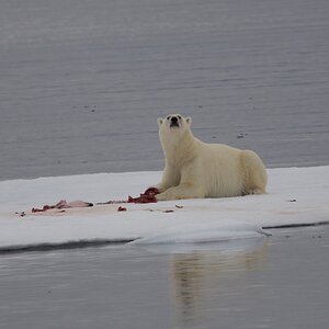 Eisbär beim 81-Breitenkreis