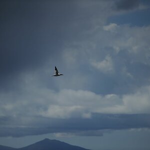 Vogelflug - Skye - Schottland