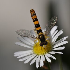 Makrotreffer

D5000 / Sigma 70-300 DG APO / Raynox DCR-250

100.0mm / f/22 / 0.010s (1/100) / ISO 200