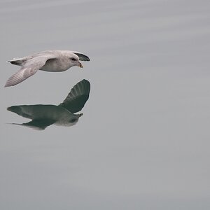 Eissturmvogel