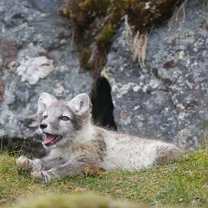 Polarfuchs