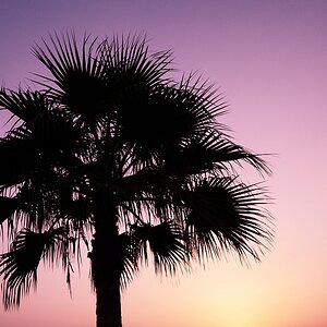 Palme