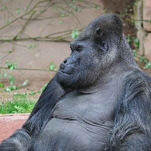 Gorilla