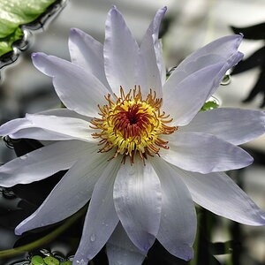 Kew Gardens Sea Rose