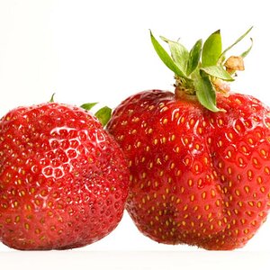 erdbeeren