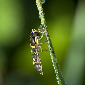 2010 07 31 Schwebfliege 01 01
