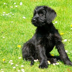 kleiner schwarzer Hund