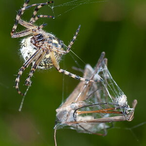 DSC 3165