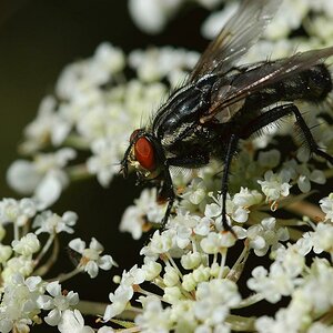 insekten 01