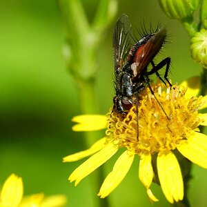 insekten 04