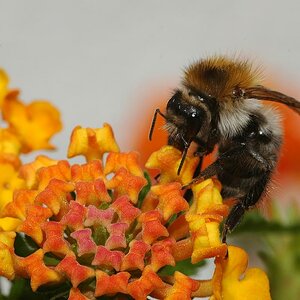 bienen 06