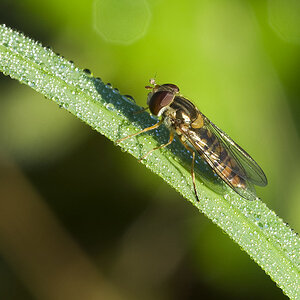 2010 07 31 Schwebfliege 03 02