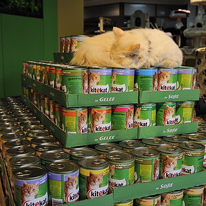 20100821 04 Ktekat Kater