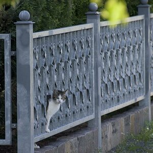 Katze