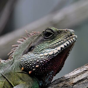 Grüne Wasseragame