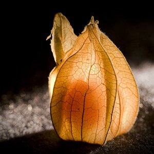 Physalis