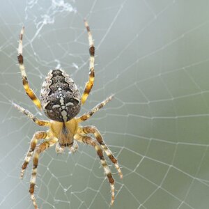 Spinne