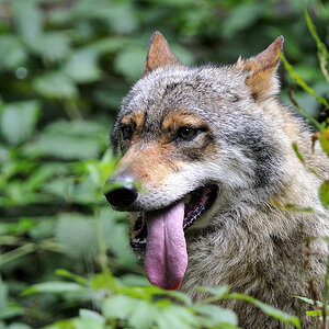 wolf 01
