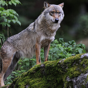 wolf 02