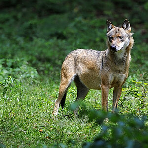 wolf 03