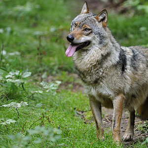 wolf 04