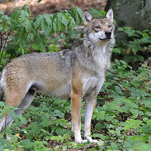 wolf 05