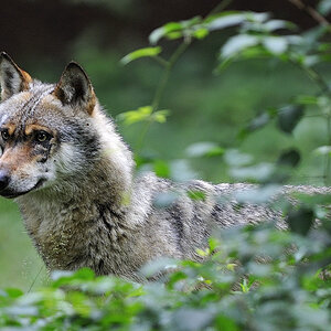 wolf 06