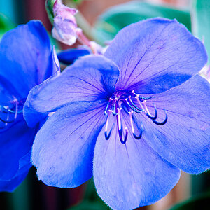 blüte 1 3