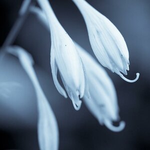 Blüten in B/W