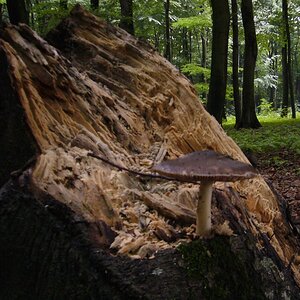 comp Pilz auf Baumstumpf