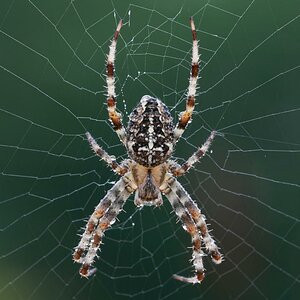 2010 08 22 Kreutzspinne