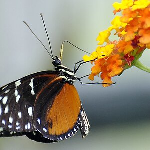 Schmetterlinge 01