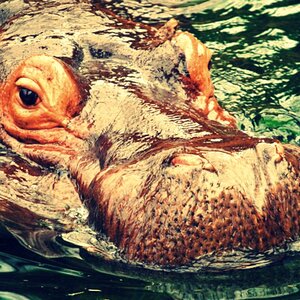 im hippodom