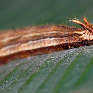 Schmetterlingsgarten Bendorf Sayn 010