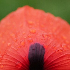 Mohn2 nff