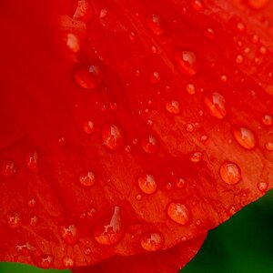 Mohn3 nff