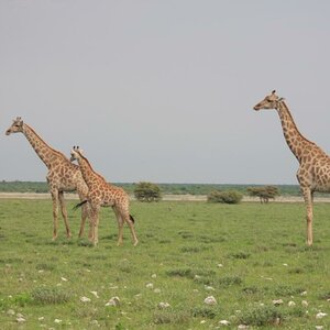 IMG 3077