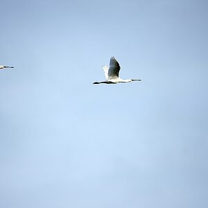 Löffelreiher16